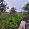 Overlook on the Palmetto Pines Trail.