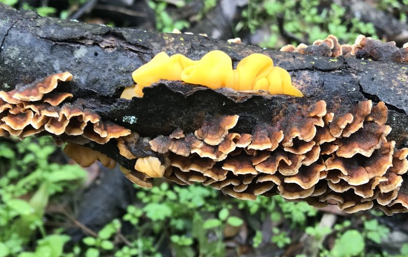 Witch's butter and Turkey tail fungi on dead oak branches in winter.