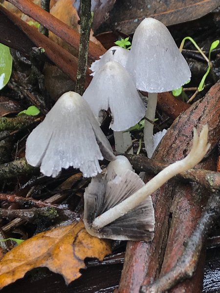 Ink caps growing in leaf litter at the side of the trail.