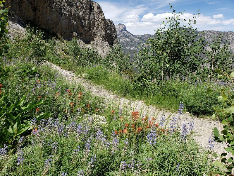 Colorful wildflowers still hanging around in July.