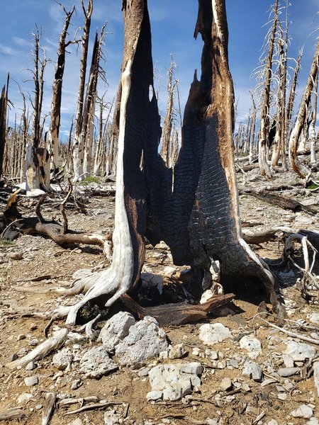 Charred remnants of a Bristlecone Pine tree.