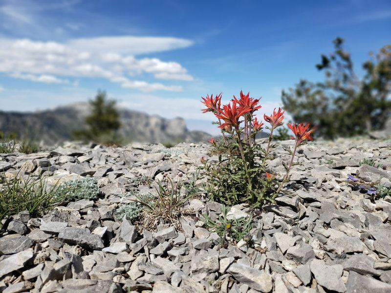 Indian Paintbrush growing through the rocks.