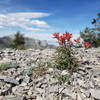 Indian Paintbrush growing through the rocks.