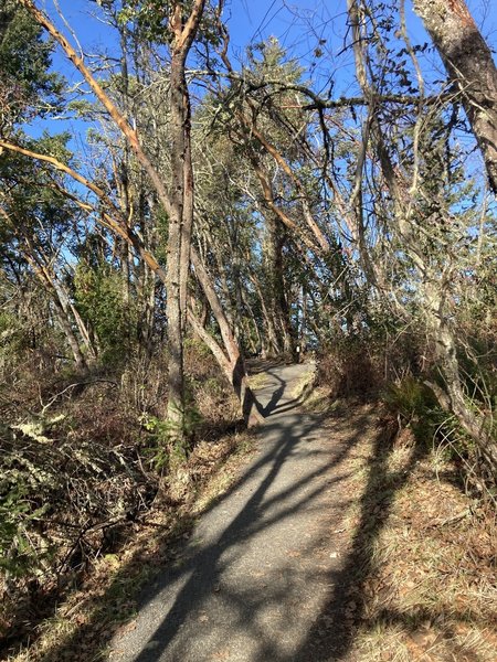 Loop Trail ibtersecting back into Wild Iris Trail.