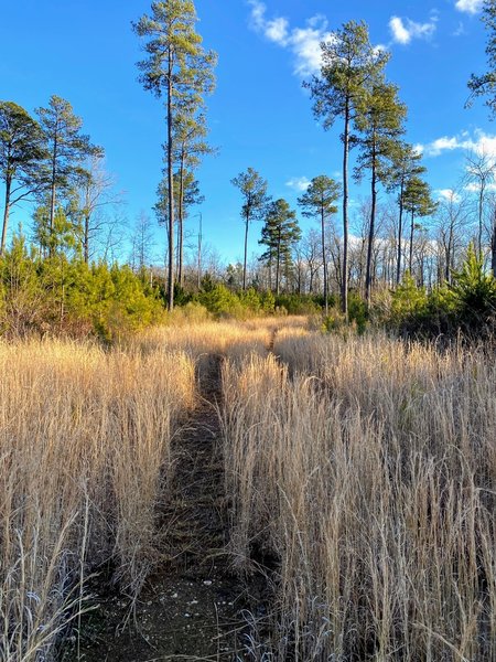 Loblolly pine stretching above the trail.