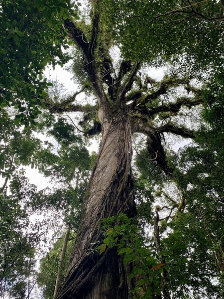 The 400-year-old tree