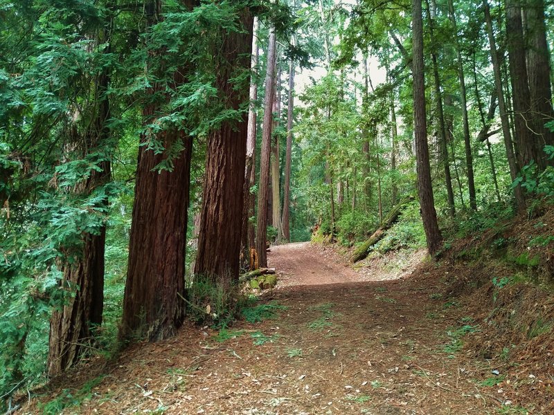 Upper Miller Trail runs through the redwoods on its way to the picnic areas in the center of Mt.Madonna County Park.