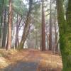 The mixed redwood forest with Lower Miller Trail running through it. Near the top of Mt. Madonna, with a low cloud on it and the sun trying to break through.