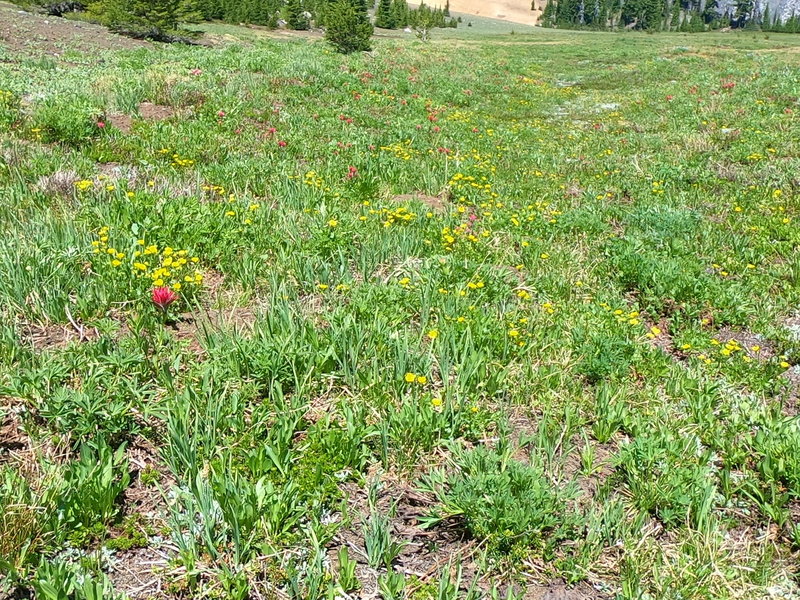 Flowers in Scott Meadow (07-23-2020).