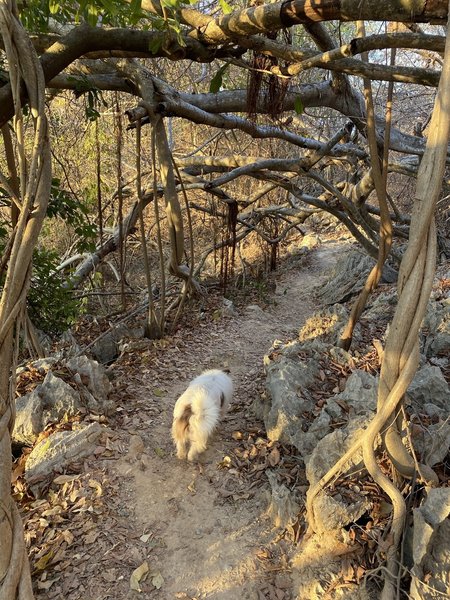 Trail toward outlook