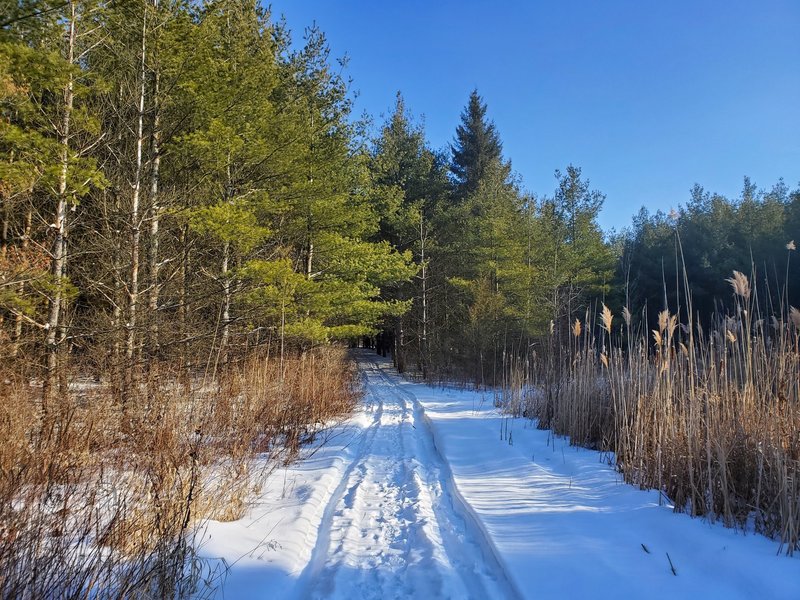 Open space before re-entering the forest.