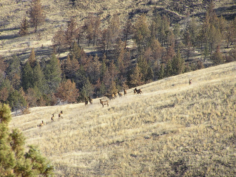 Elk herd viewed east of Horse Mountain (11-08-2018)