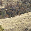 Elk herd viewed east of Horse Mountain (11-08-2018)