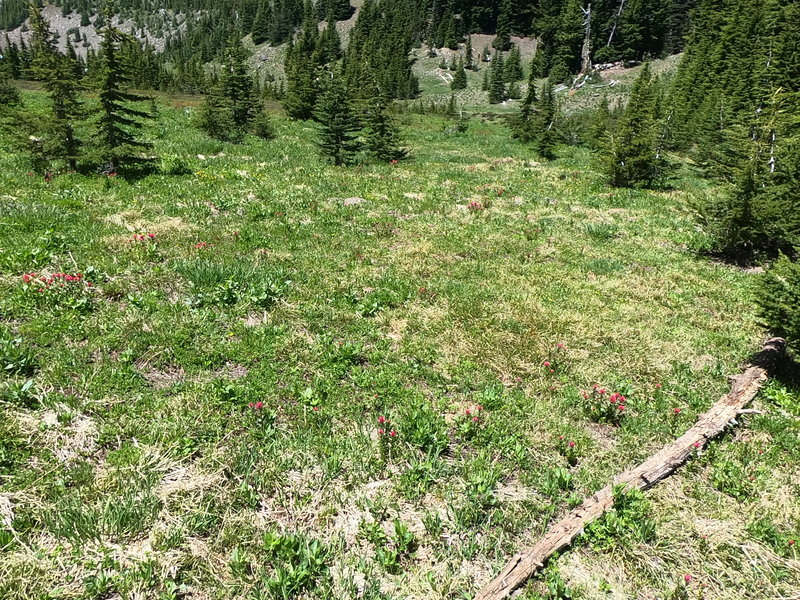 Flowers in Canyon Creek Meadow (07-14-2020)