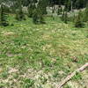 Flowers in Canyon Creek Meadow (07-14-2020)