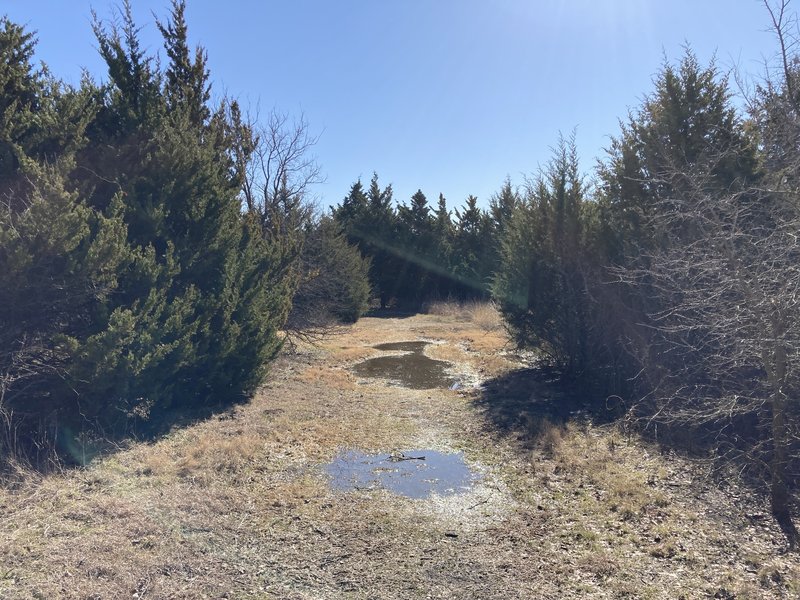 Wet trail in the Juniper Scrub