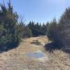 Wet trail in the Juniper Scrub