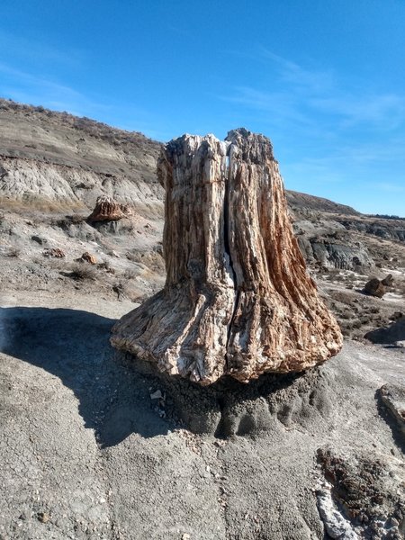 Petrified stump, 60 million years old.