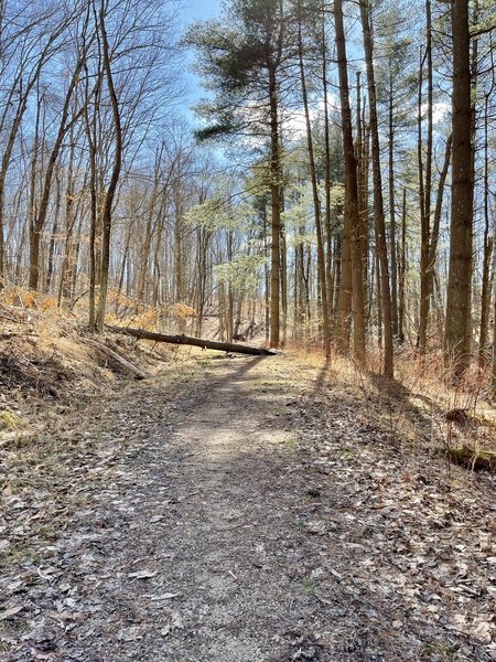 Fallen tree along the Walter Taitt Trail.