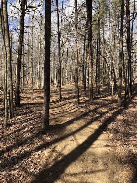 Start of the trail through the pines.