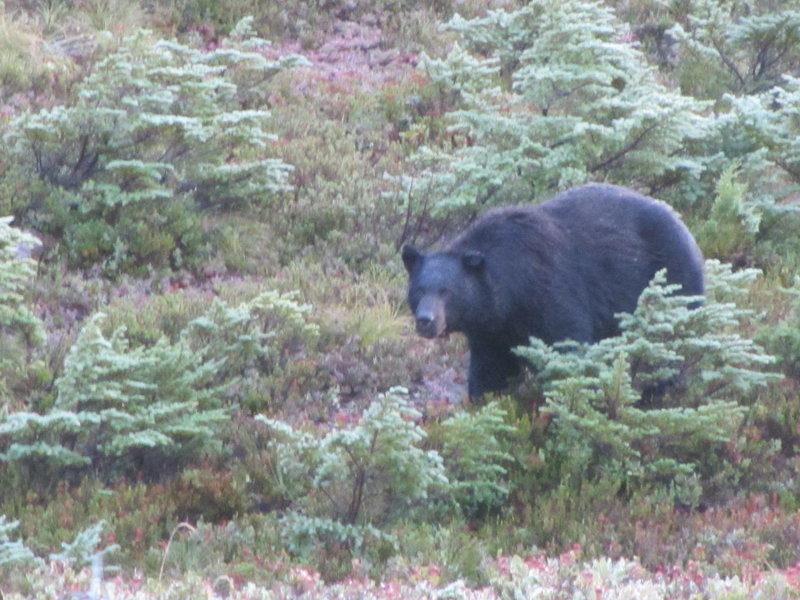 Hungry black bear