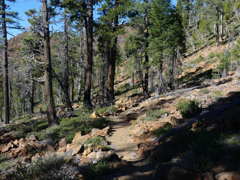 Trail around Red Hill.