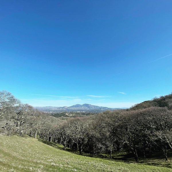 One of the views of Mt. Diablo.