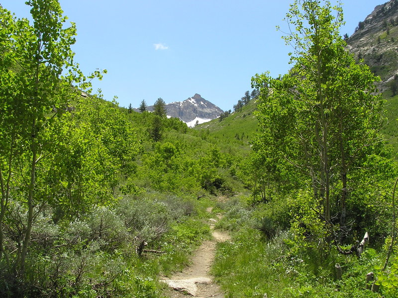 Mt. Fitzgerald appears as you enter Thomas Canyon (06-26-2009)