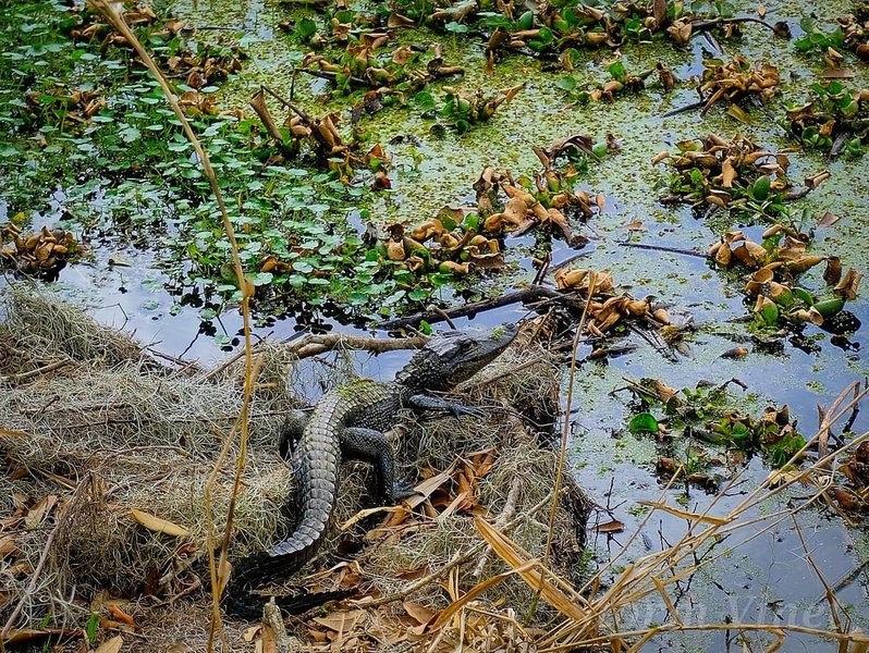 One of many small adolescent gators we seen on our visit.