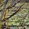 Captured a Nutria Rat while it was bathing. Couldn't get a great shot due to people stopping and looking but it still came out ok.