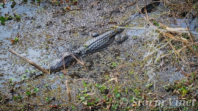 Another gator just laying around. This one was a decent size compared to most we've seen.