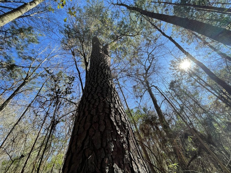 One of a few massive Loblolly Pines spared from logging. See if you can spot this one on the trail. The Twin Sisters.