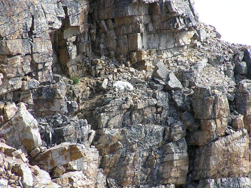 Mountain goat relaxing on a cliffs edge below summit (08-19-2005)
