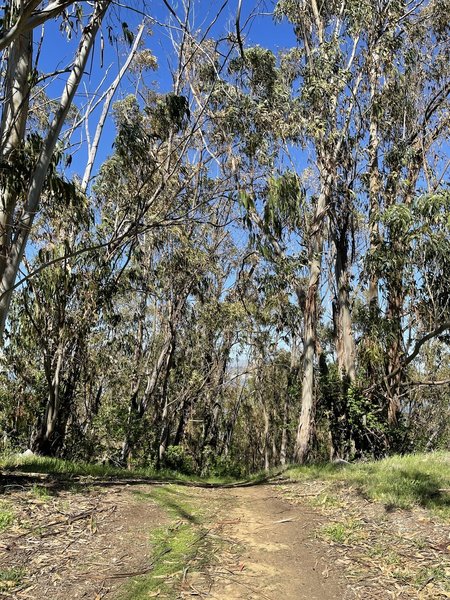 Eucalyptus trees