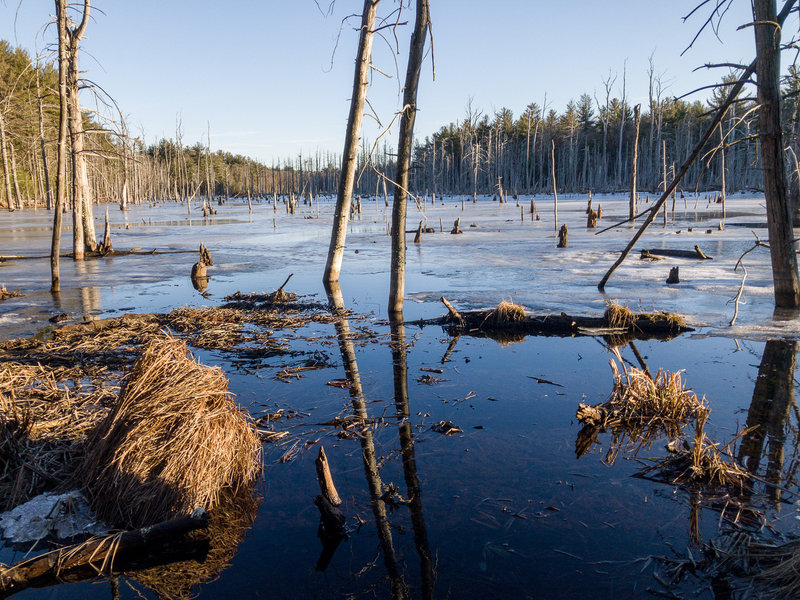 Wetland at sunset