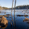 Wetland at sunset