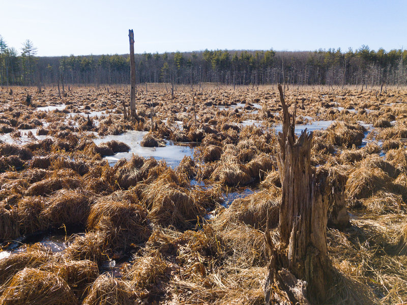 Wetland