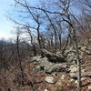 Devil's Knob Trail