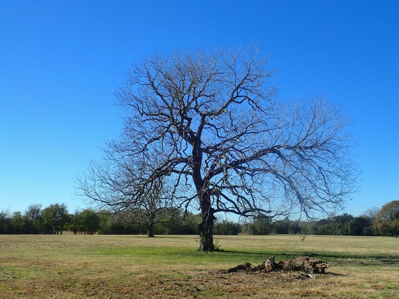 Coastal prairie