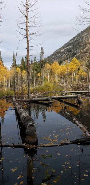 Beaver pond along Green Creek Trail