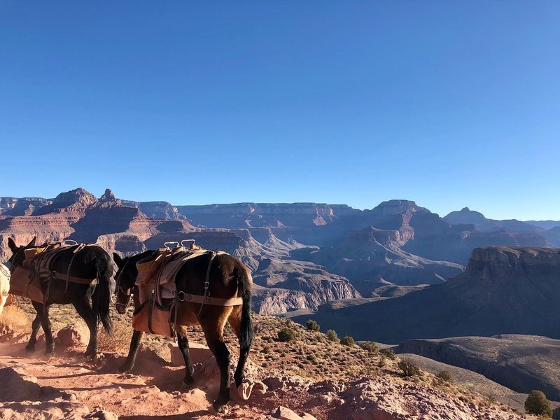 Mules passing by on the South Kaibab Trail.