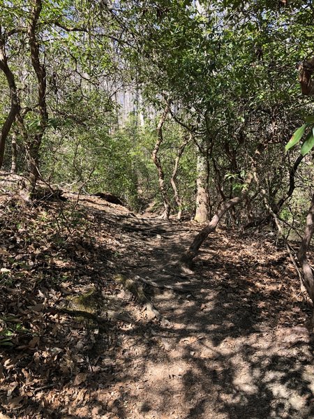 Nice section through mountain laurels.