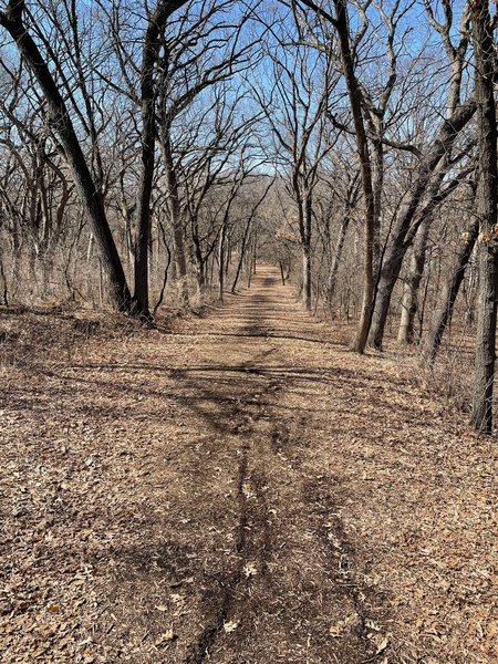 Battle Creek Regional Park: forest on the back of the World Championship Course Trail.