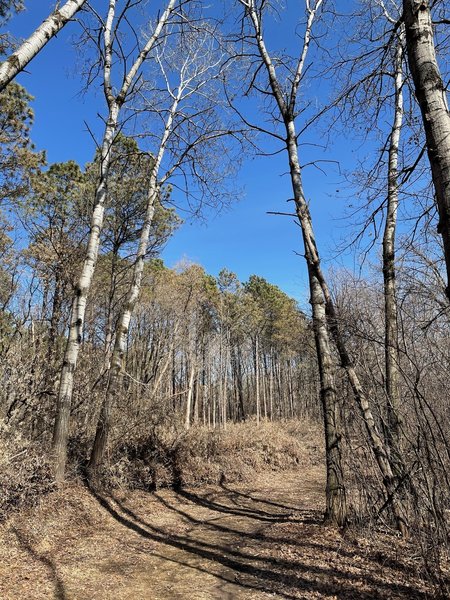 Battle Creek Regional Park: forest on the back of the World Championship Course Trail.