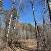 Battle Creek Regional Park: forest on the back of the World Championship Course Trail.