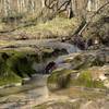 Creek along the north-side of Trace Trail.