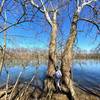 Standing against twin trees on the Potomac River