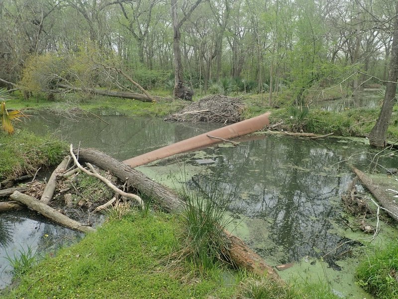 The pipeline - an option for crossing Turkey Creek. It's big enough that it isn't difficult at all to walk across.  The difficulty is dealing with the log jam on the east side. GPS coordinates: 29.81815 -95.58837