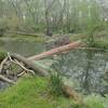 The pipeline - an option for crossing Turkey Creek. It's big enough that it isn't difficult at all to walk across.  The difficulty is dealing with the log jam on the east side. GPS coordinates: 29.81815 -95.58837