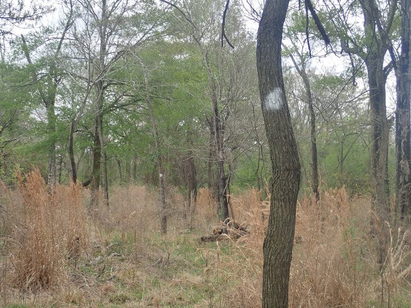 There are helpful white paint trail marks on the Banzai Trail, but they are only on the west side of the trees.  Great for hiking from Turkey Creek east towards the dike. But if hiking from the dike going west to Turkey Creek, you don't see them.